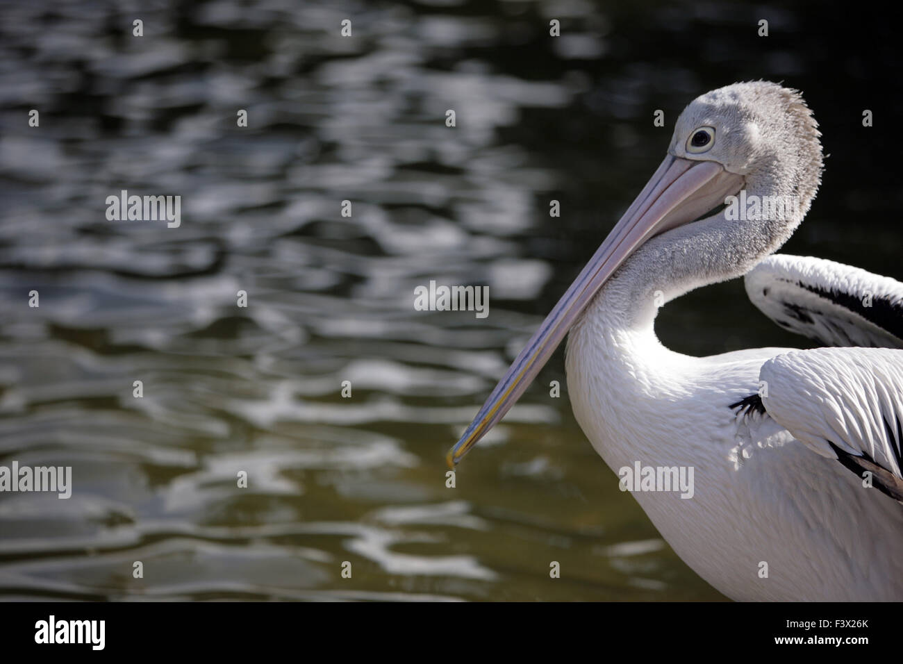 pelican Stock Photo