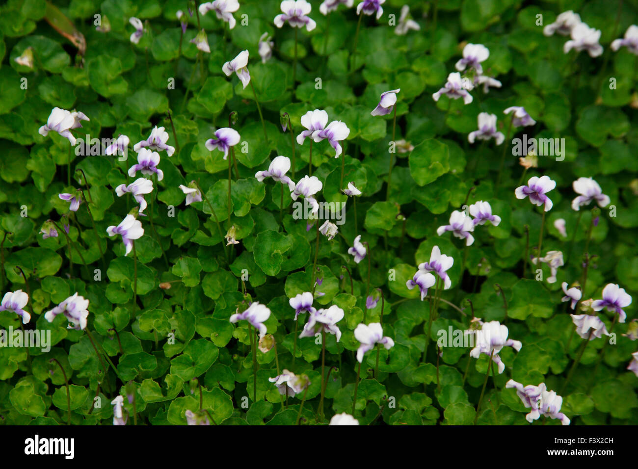 Viola hederacea plants in flower Stock Photo Alamy