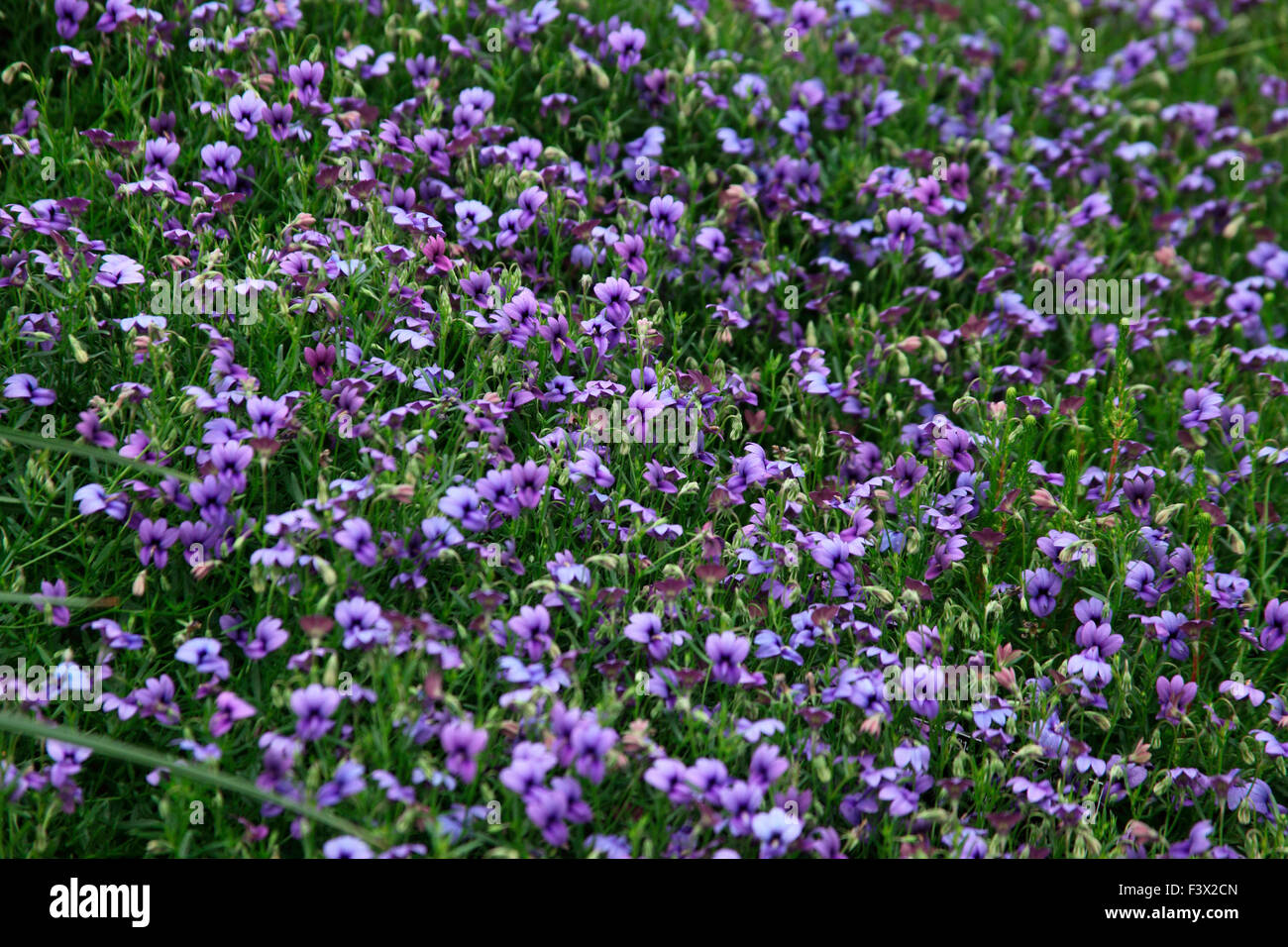 Monopsis unidentata plants in flower Stock Photo
