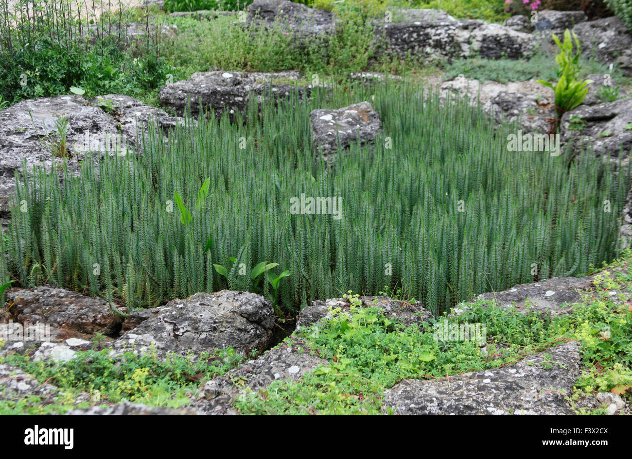 Hippuris vulgaris Marestail plants growing in pond Stock Photo