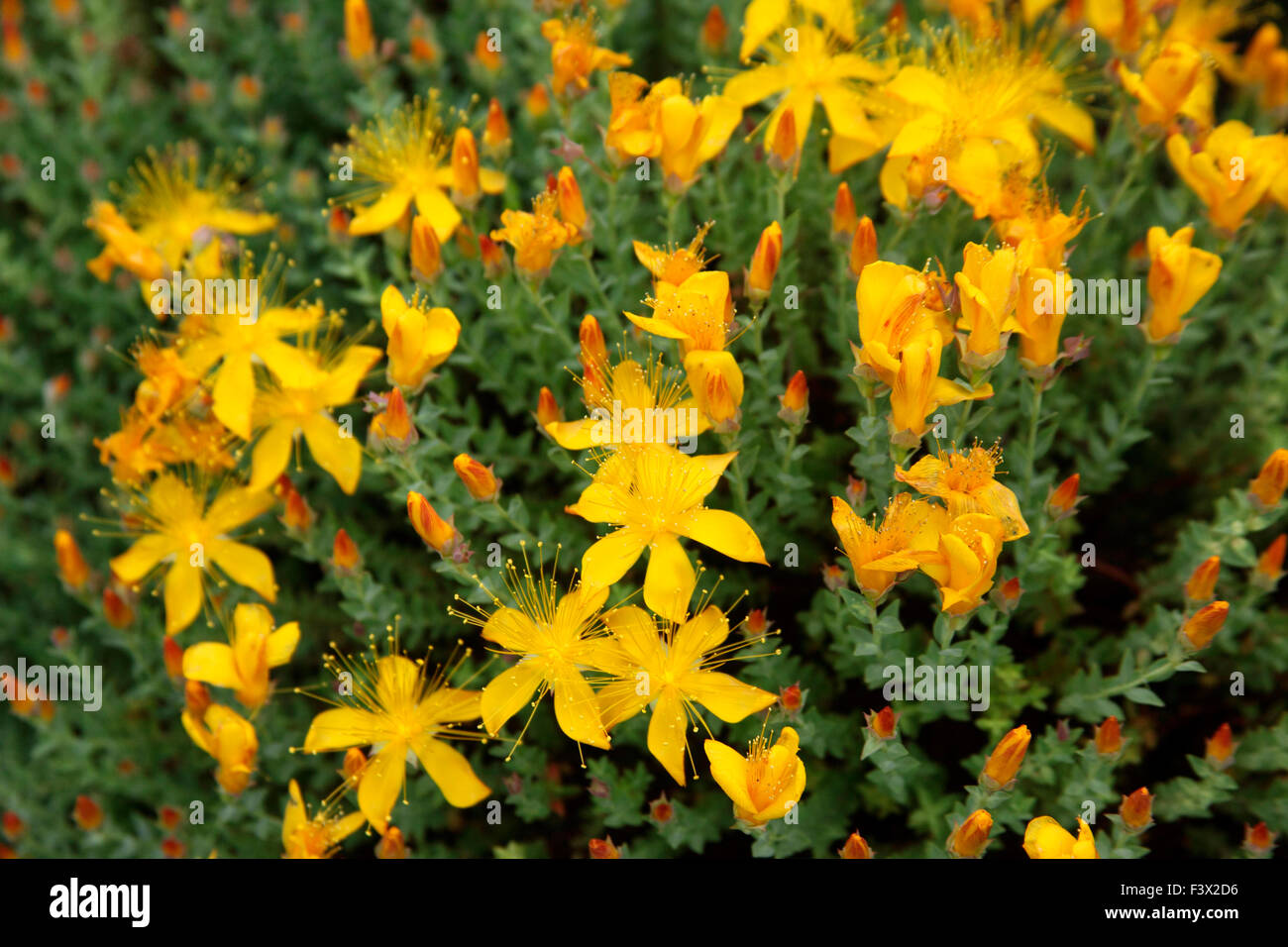 Hypericum olympicum close up of flowers Stock Photo