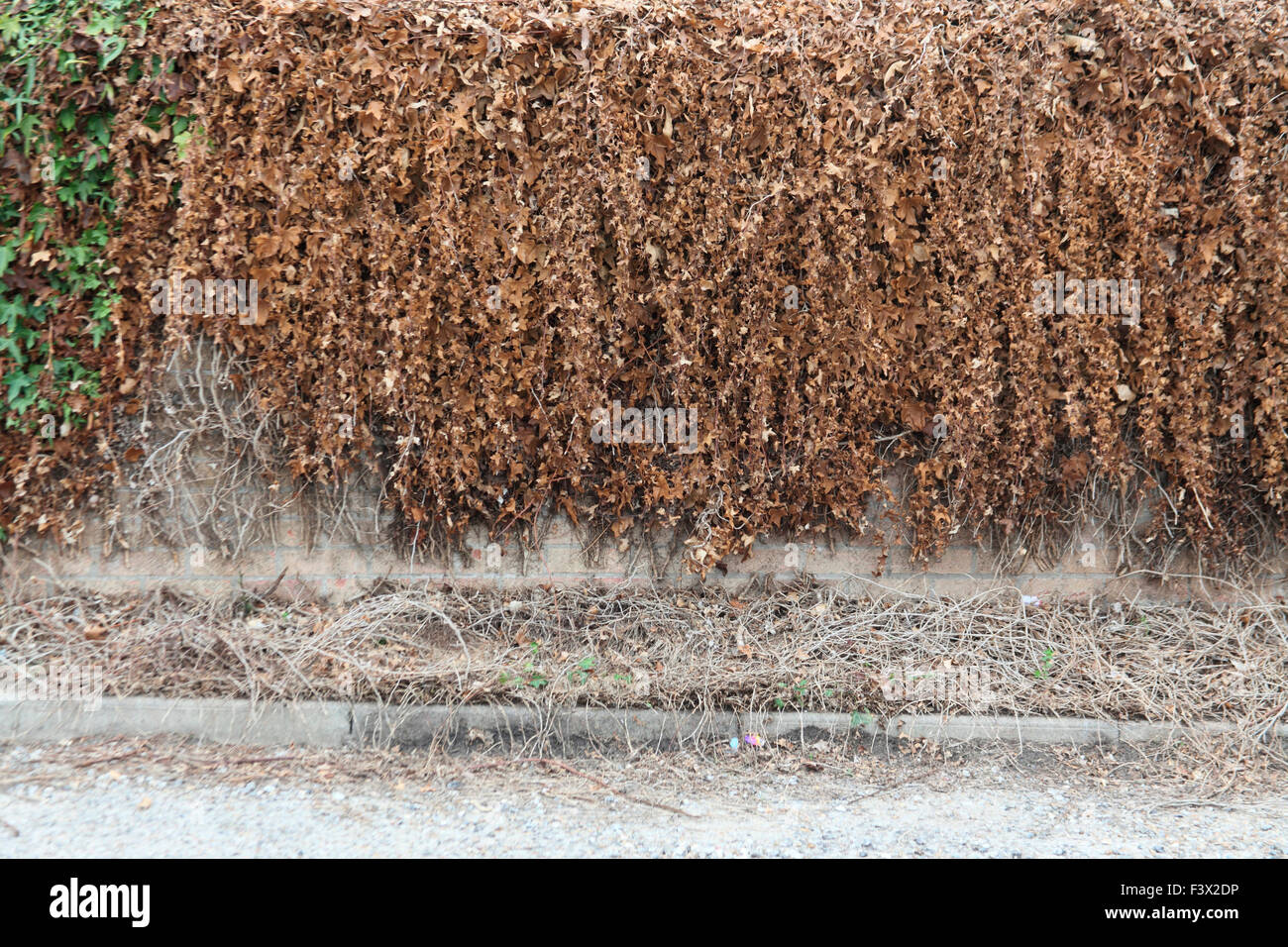 Ivy growing on house wall hires stock photography and images Alamy