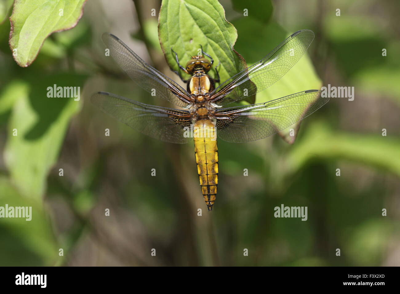 Teneral male drying out wings after emergence Hungary May 2015 Stock Photo