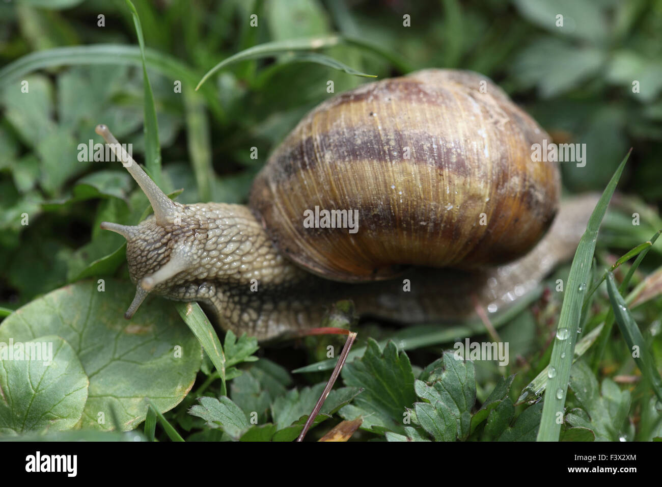 Moving through wet grass side view Hungary May 2015 Stock Photo