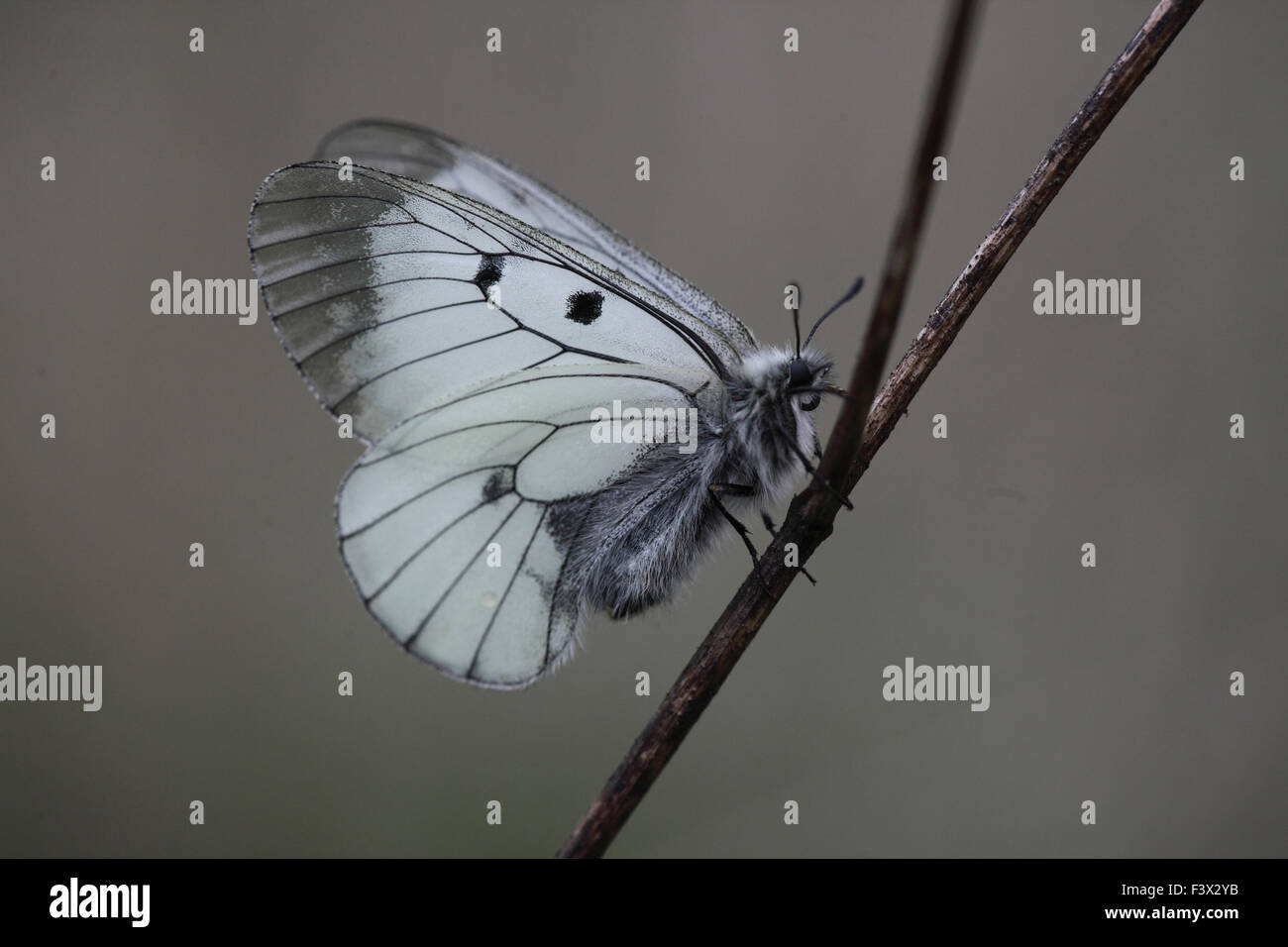 at rest side view with wings closed Hungary May 2015 Stock Photo