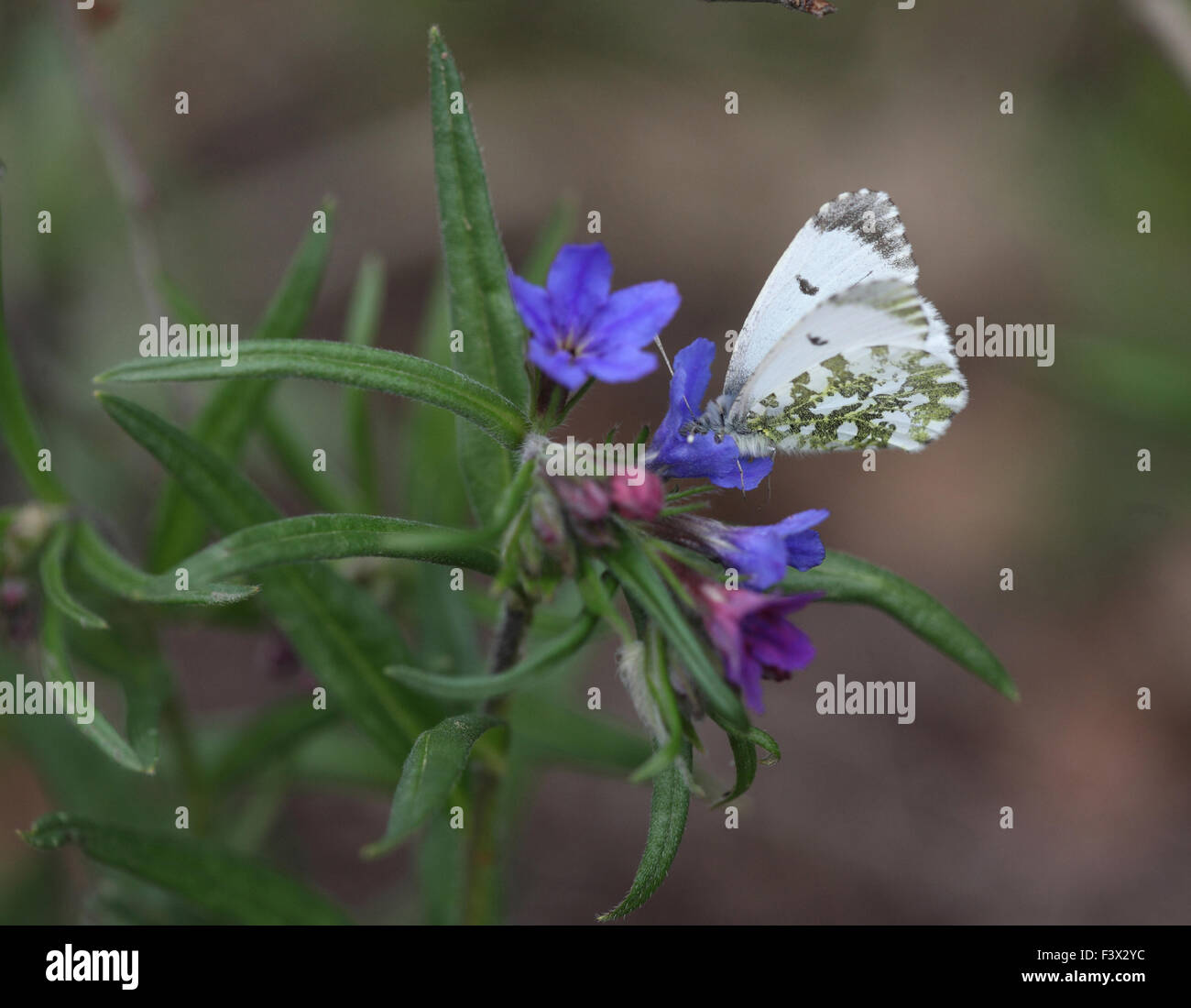 Female taking nectar wings closed Hungary May 2015 Stock Photo