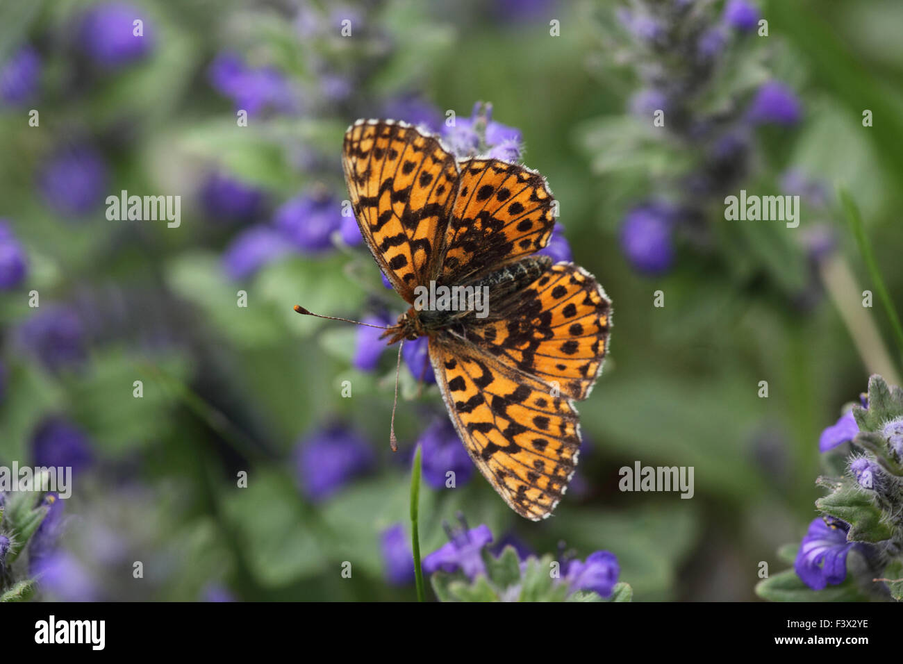 taking nectar from flower Hungary May 2015 Stock Photo
