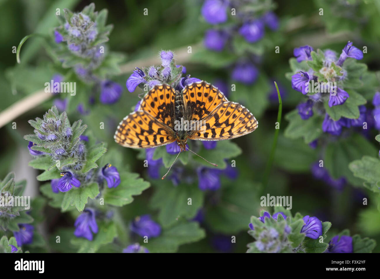 taking nectar from flower Hungary May 2015 Stock Photo