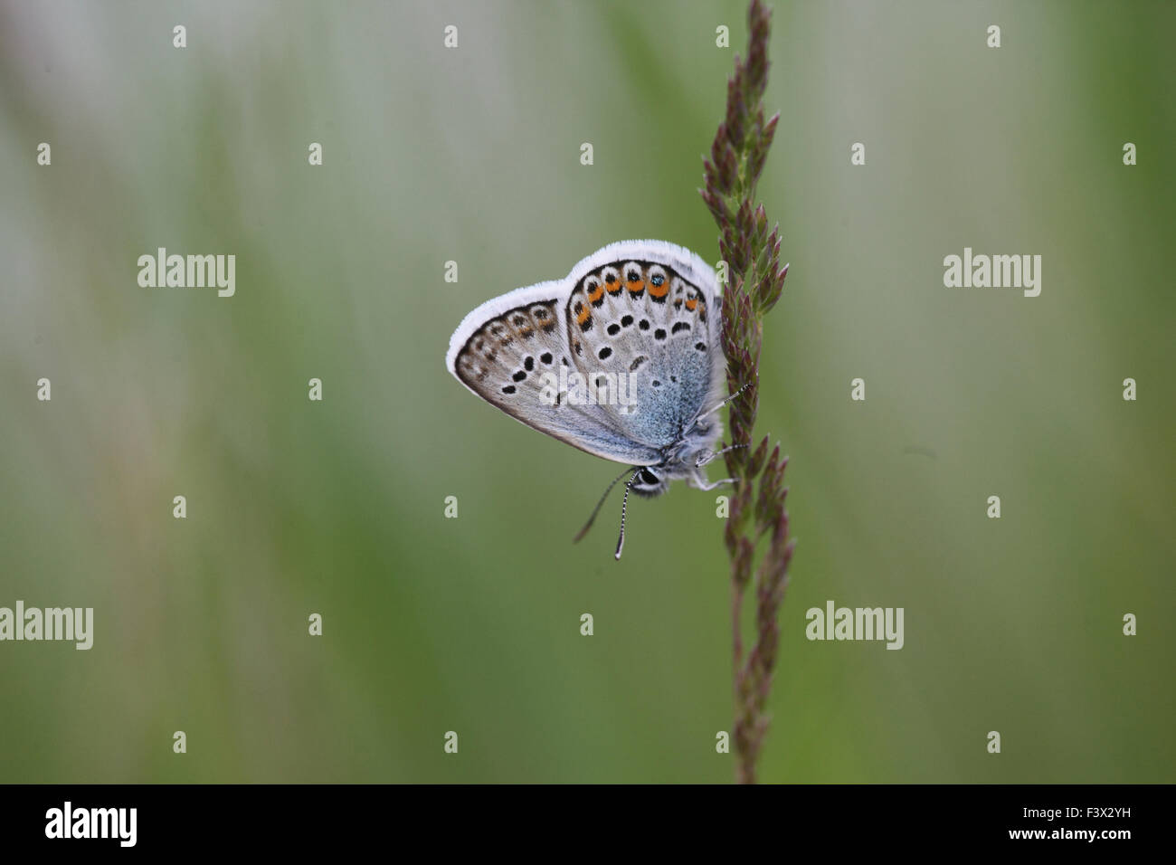 Male at rest on grass stalk Hungary May 2015 Stock Photo