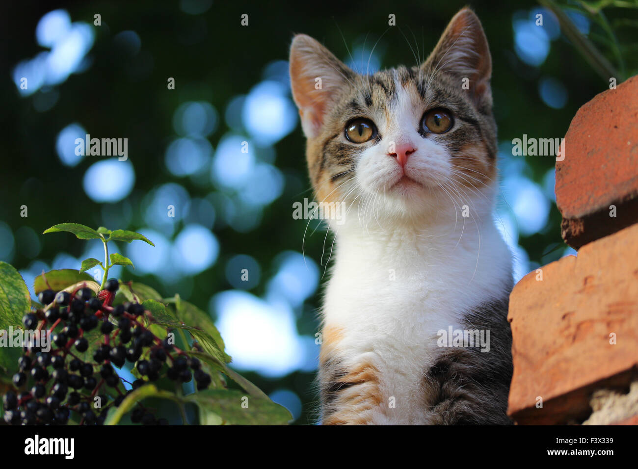 cat Stock Photo