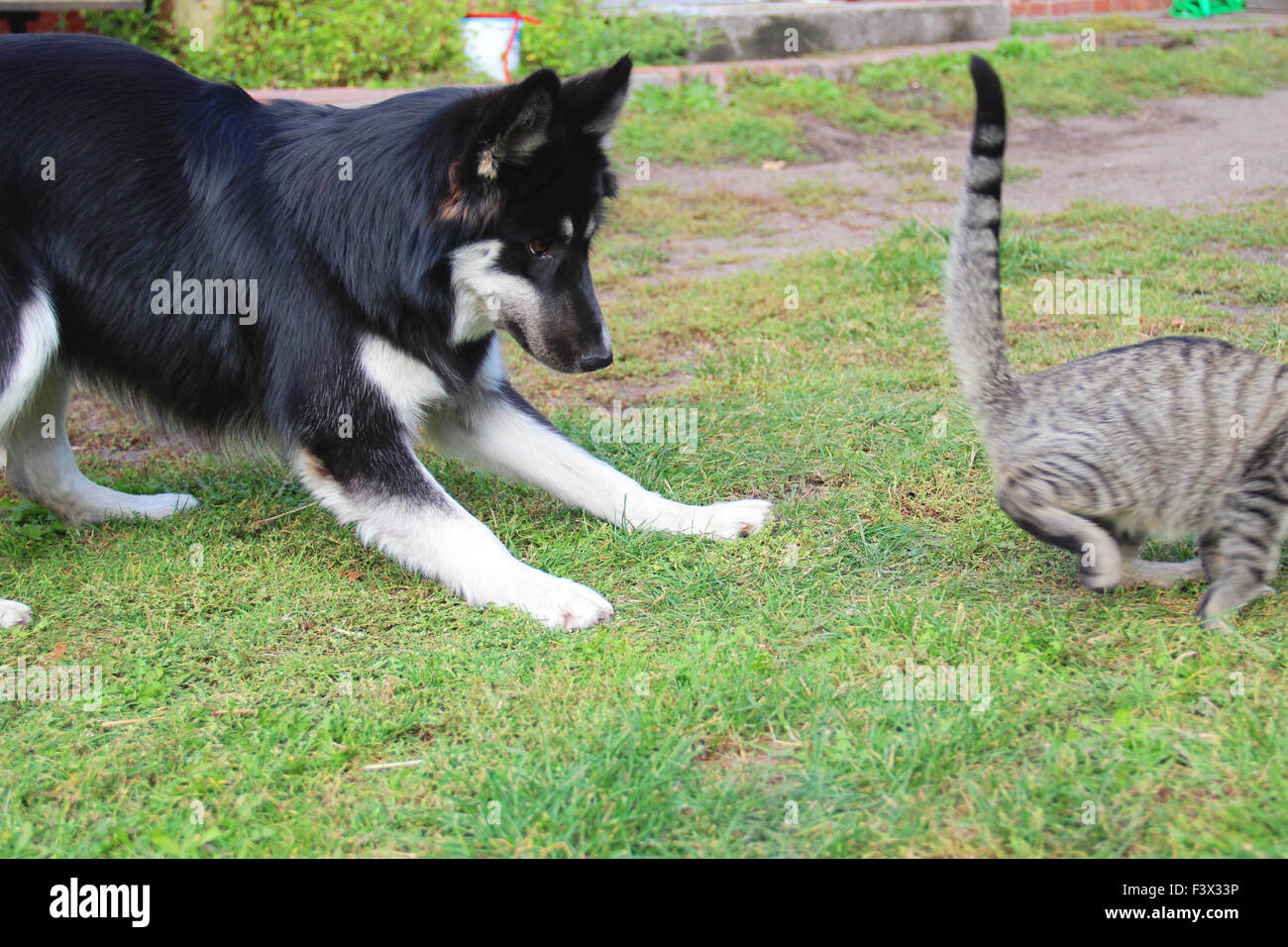 Dog And Cat Stock Photo Alamy
