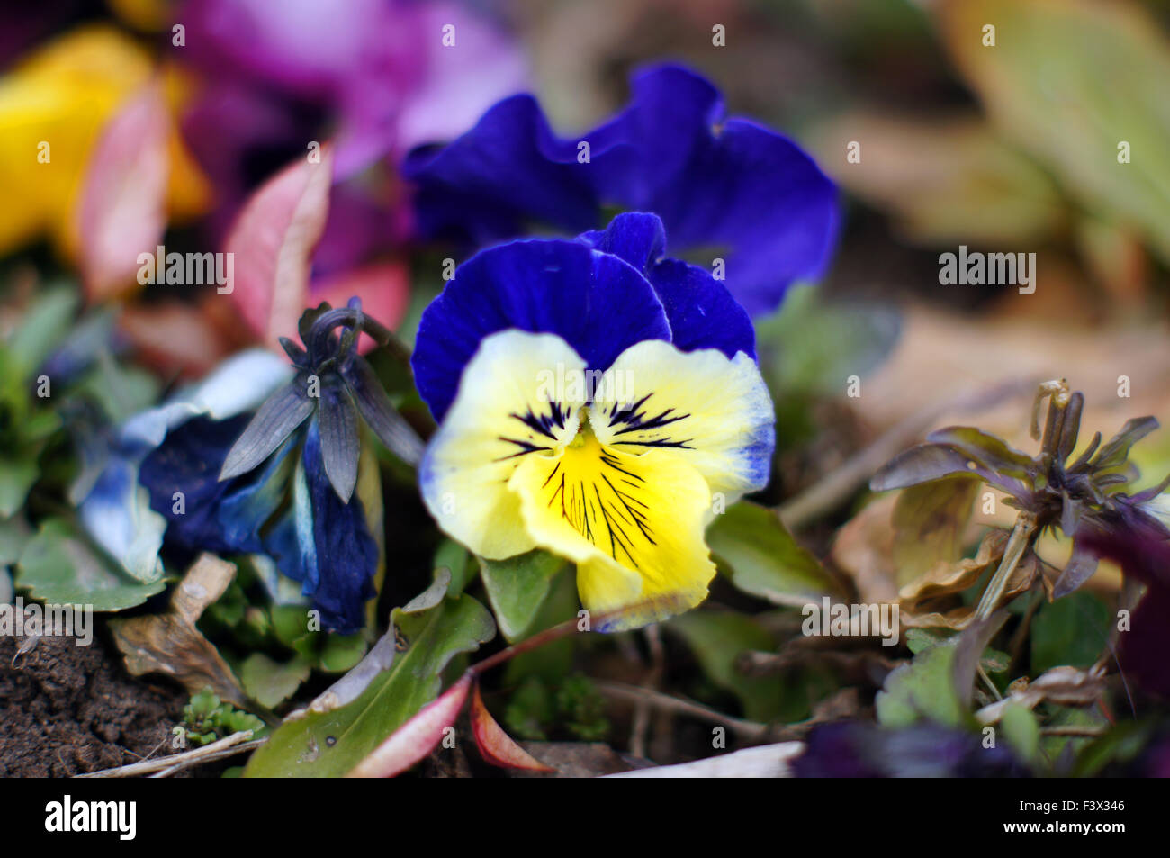 First spring flowers - tricolor viola Stock Photo