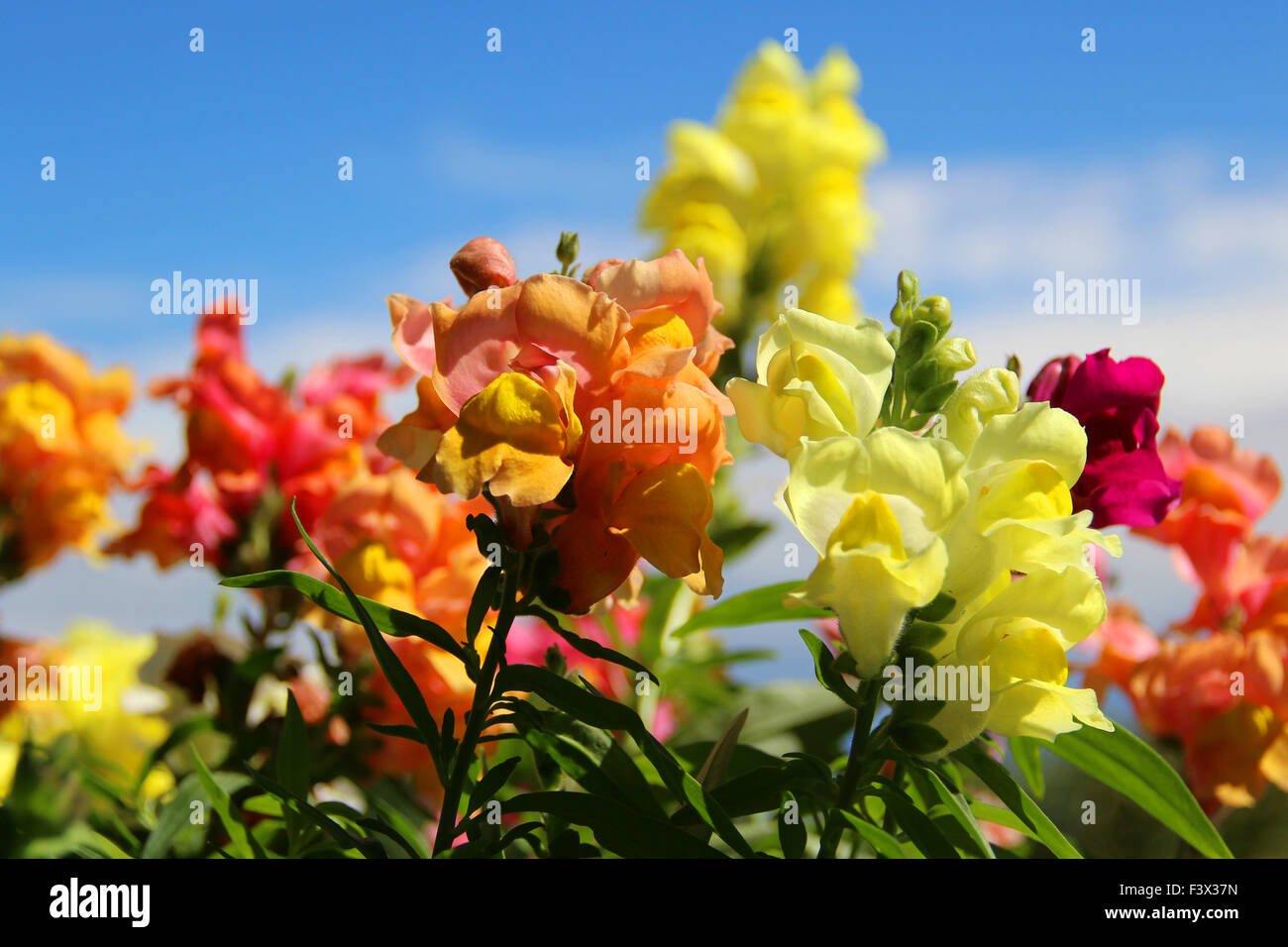 snapdragons,dragon flowers Stock Photo