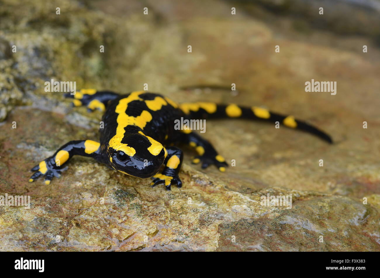 fire salamander Stock Photo 88469139 Alamy