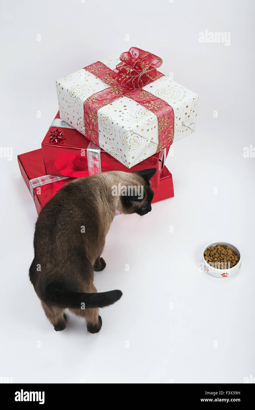 Siamese cat and Christmas presents Stock Photo