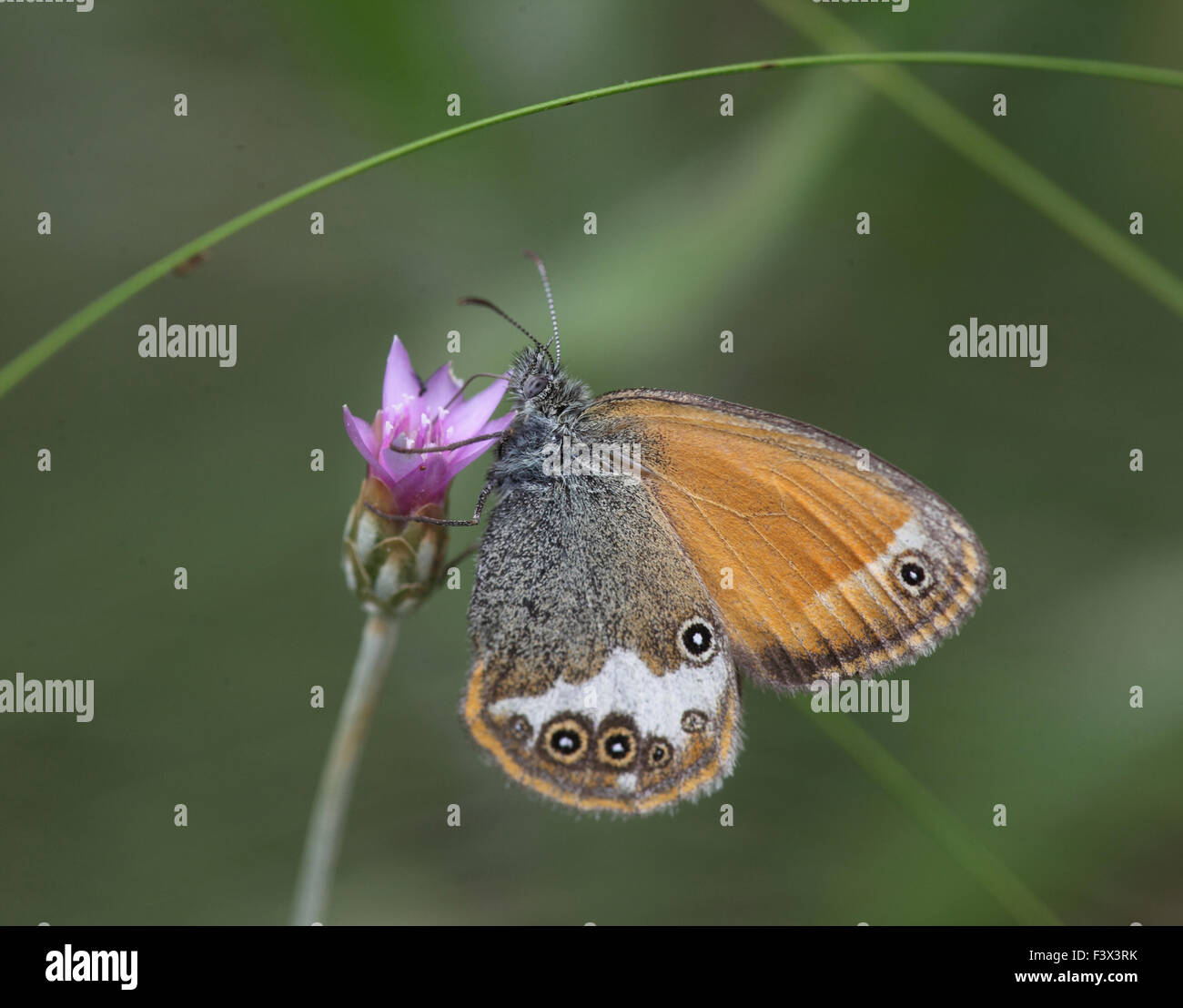 Pearly heath Taking nectar from flower Hungary June 2015 Stock Photo