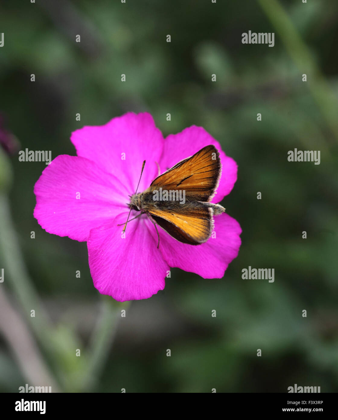 LARGE SKIPPER Male taking nectar from rose campion Hungary June 2015 Stock Photo