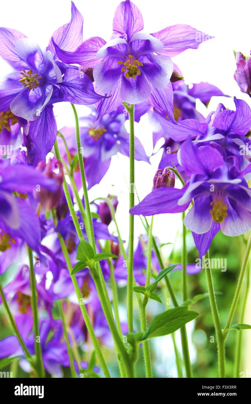 Columbine flower Stock Photo