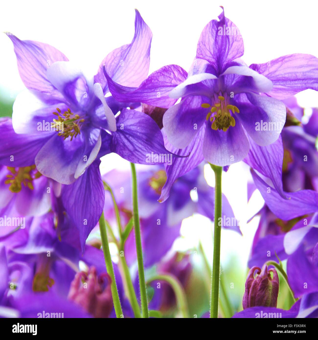 Columbine flower Stock Photo