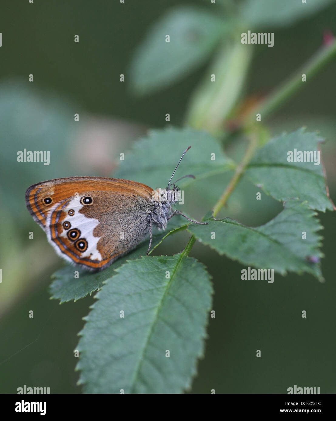 Pearly heath At rest on bramble leaf Hungary June 2015 Stock Photo