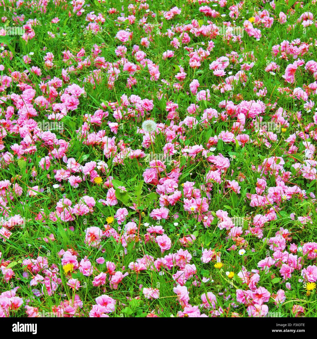 Japanese cherry Blossom Stock Photo