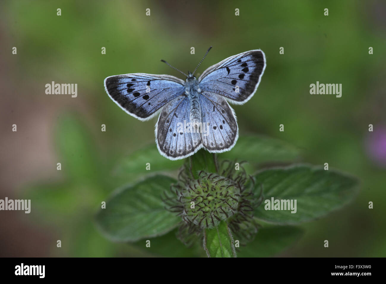 Large blue Female at rest on plant stalk Hungary June 2015 Stock Photo