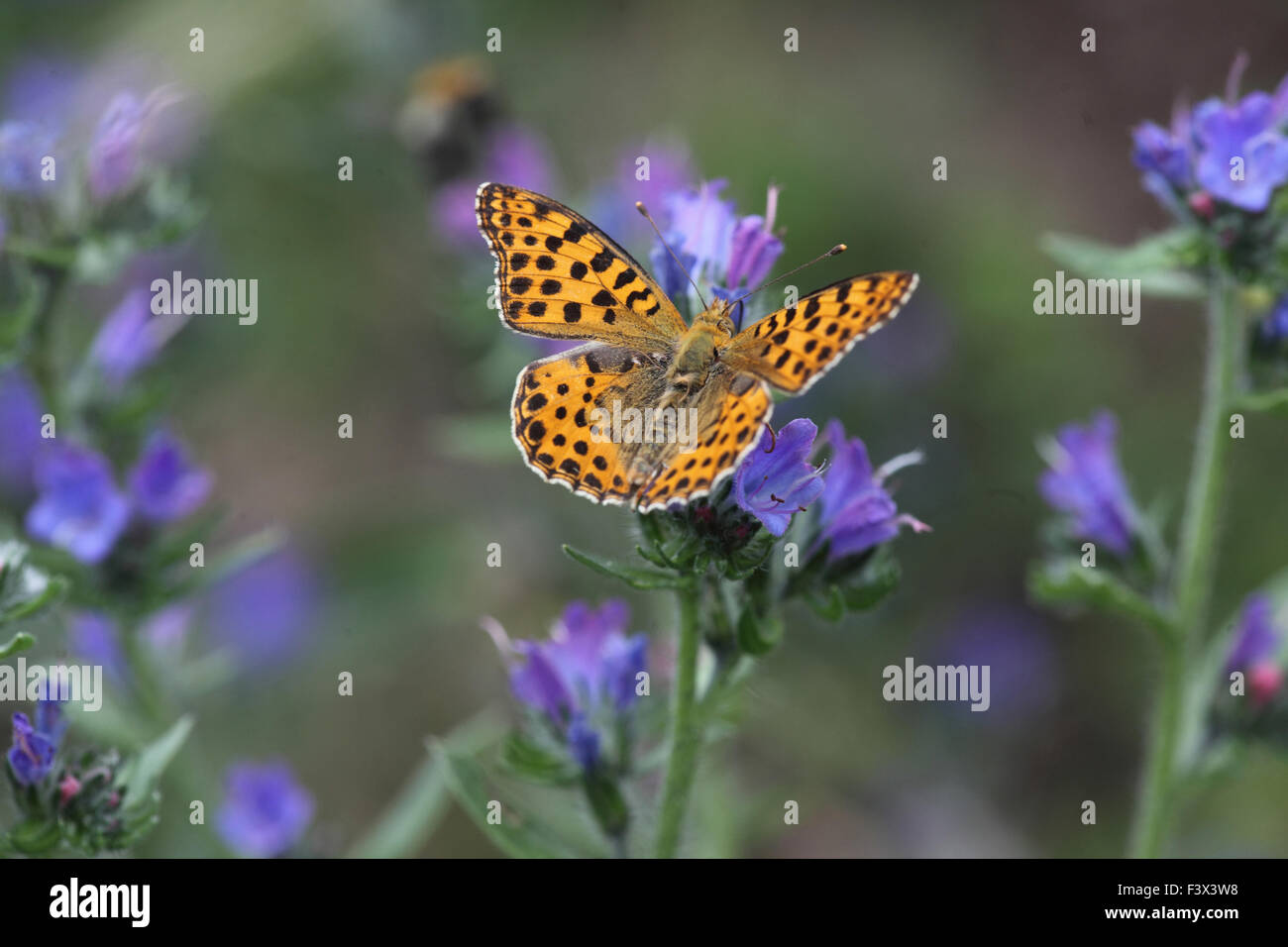 Queen of spain fritillary Feeding on vipers bugloss Hungary June 2015 Stock Photo