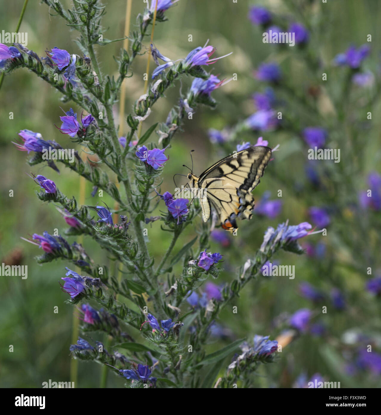 Swallowtail Feeding on vipers bugloss Hungary June 2015 Stock Photo