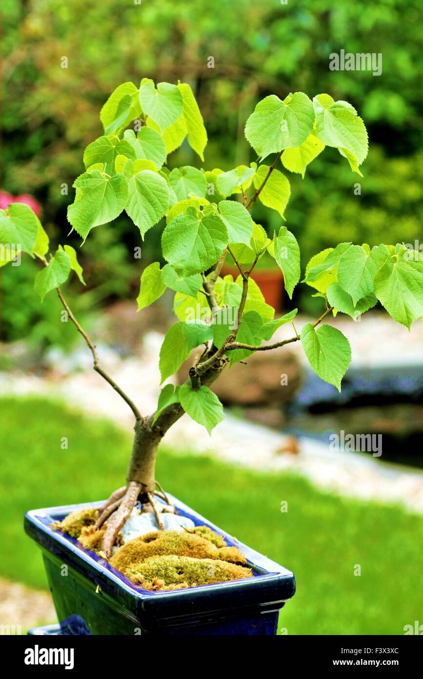 Bonsai baumchen hi-res stock photography and images - Alamy