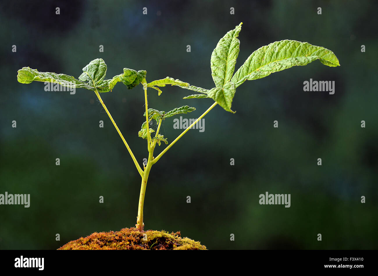 buckeye germination Stock Photo