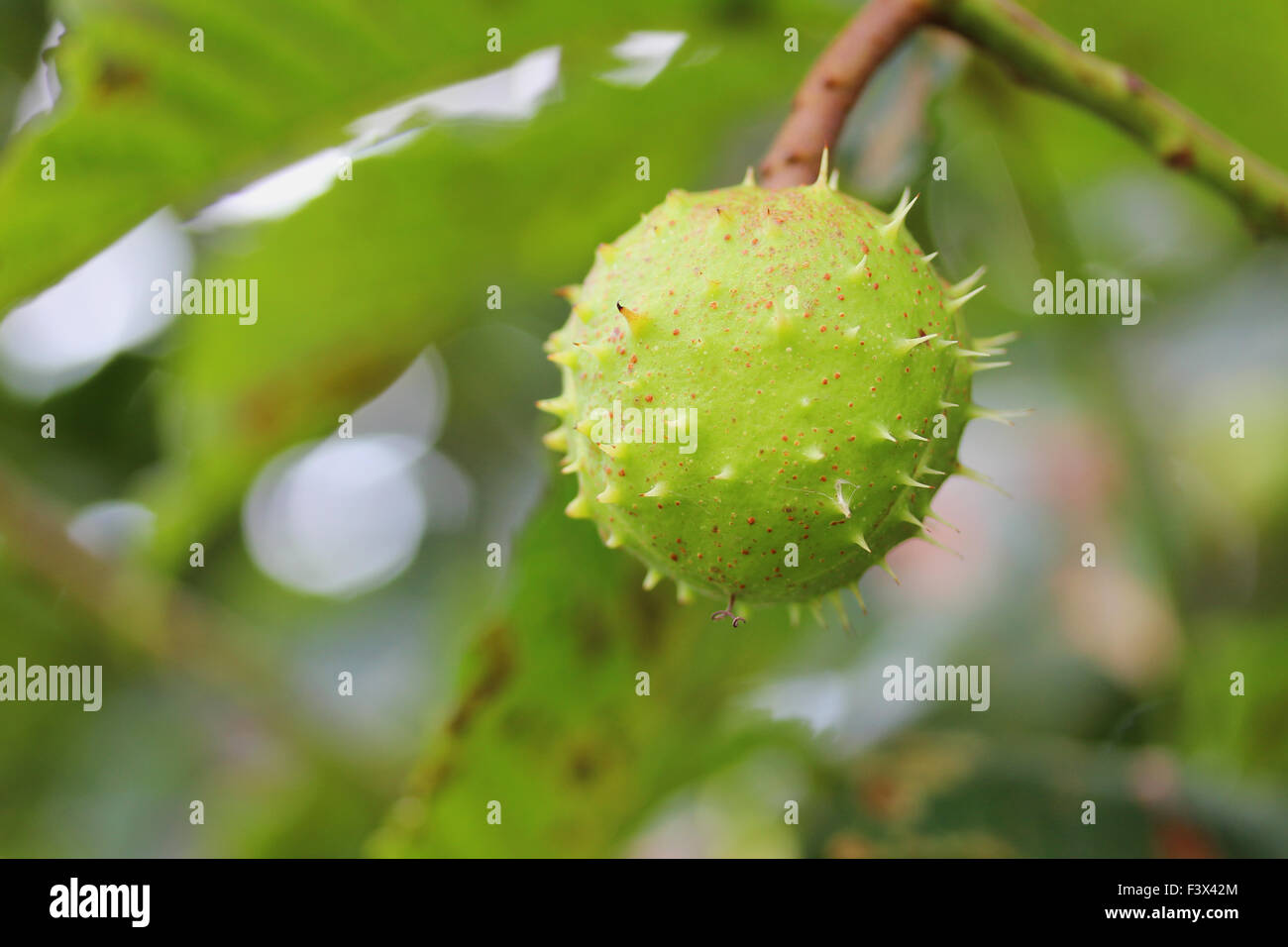 horse chestnut Stock Photo