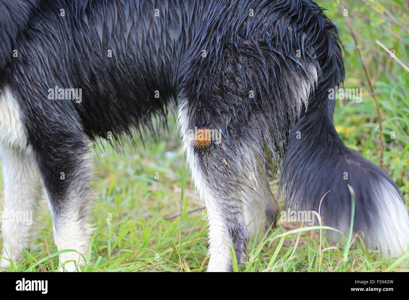 burdocks, burs, burrs, clotburs on dog Stock Photo Alamy