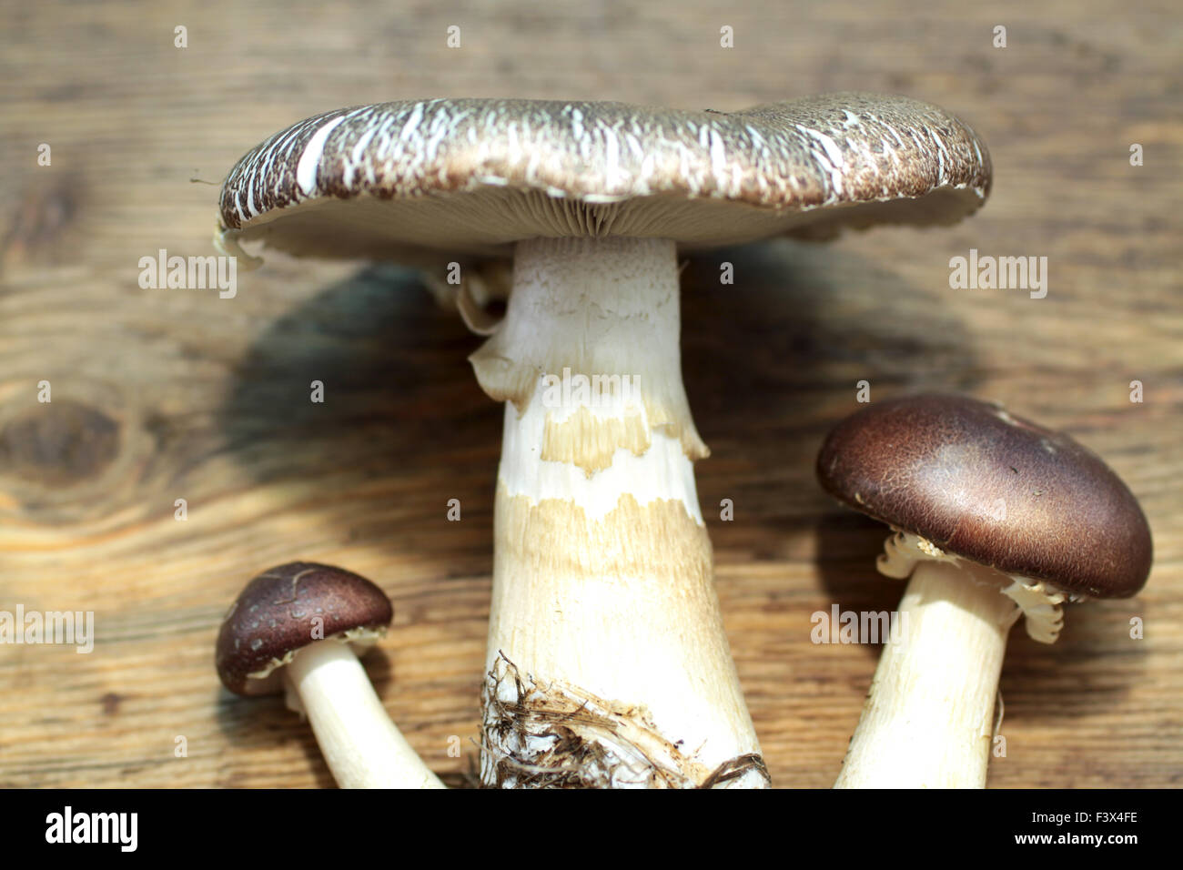 Edible Mushroom Stock Photo