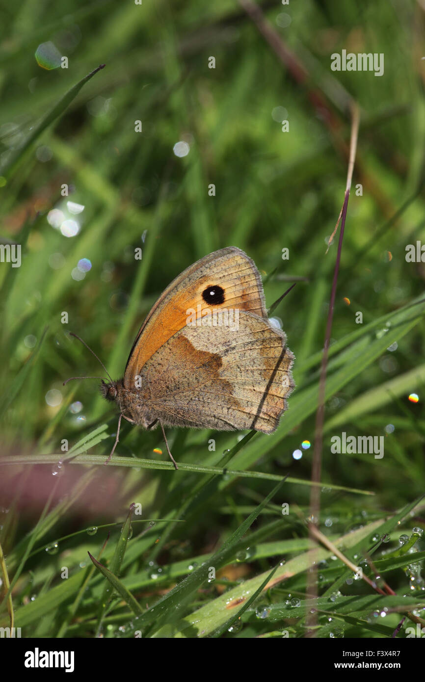 Meadow brown Maniola jurtina Female in long grass with wings closed Carmarthenshire June 2015 Stock Photo