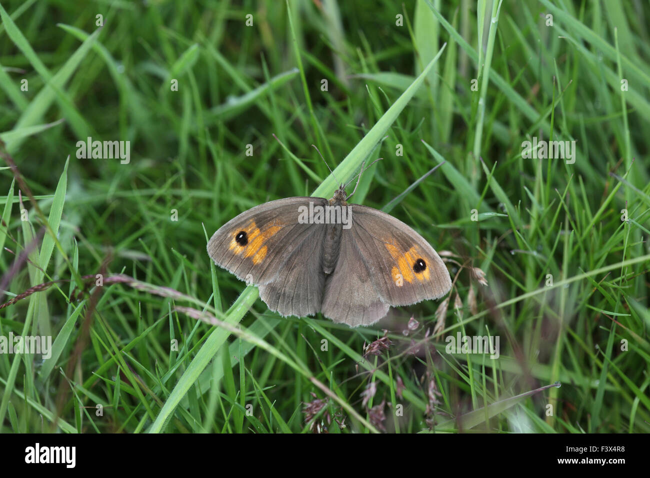 Meadow brown Maniola jurtina Female at rest in long grass Carmarthenshire June 2015 Stock Photo