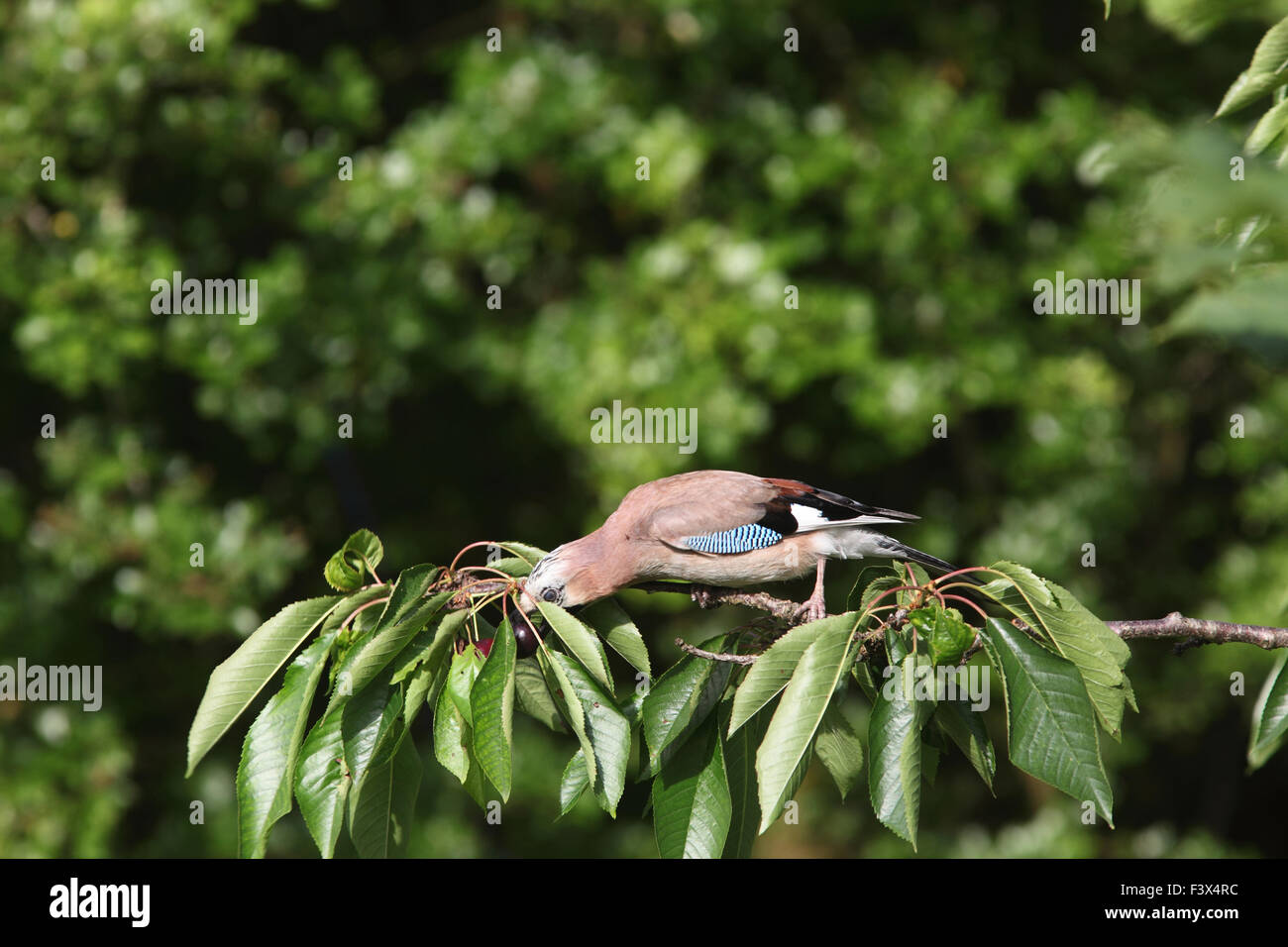 Jay Garrulus glandiarius Taking cherry from tree Carmarthenshire June 2015 Stock Photo