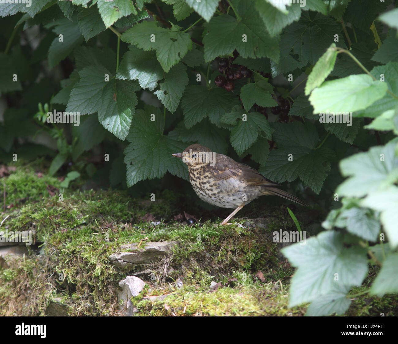 Song thrush Turdus philomenos juvenile resting underneath blackcurrant bushes carmarthenshire July 2015 Stock Photo