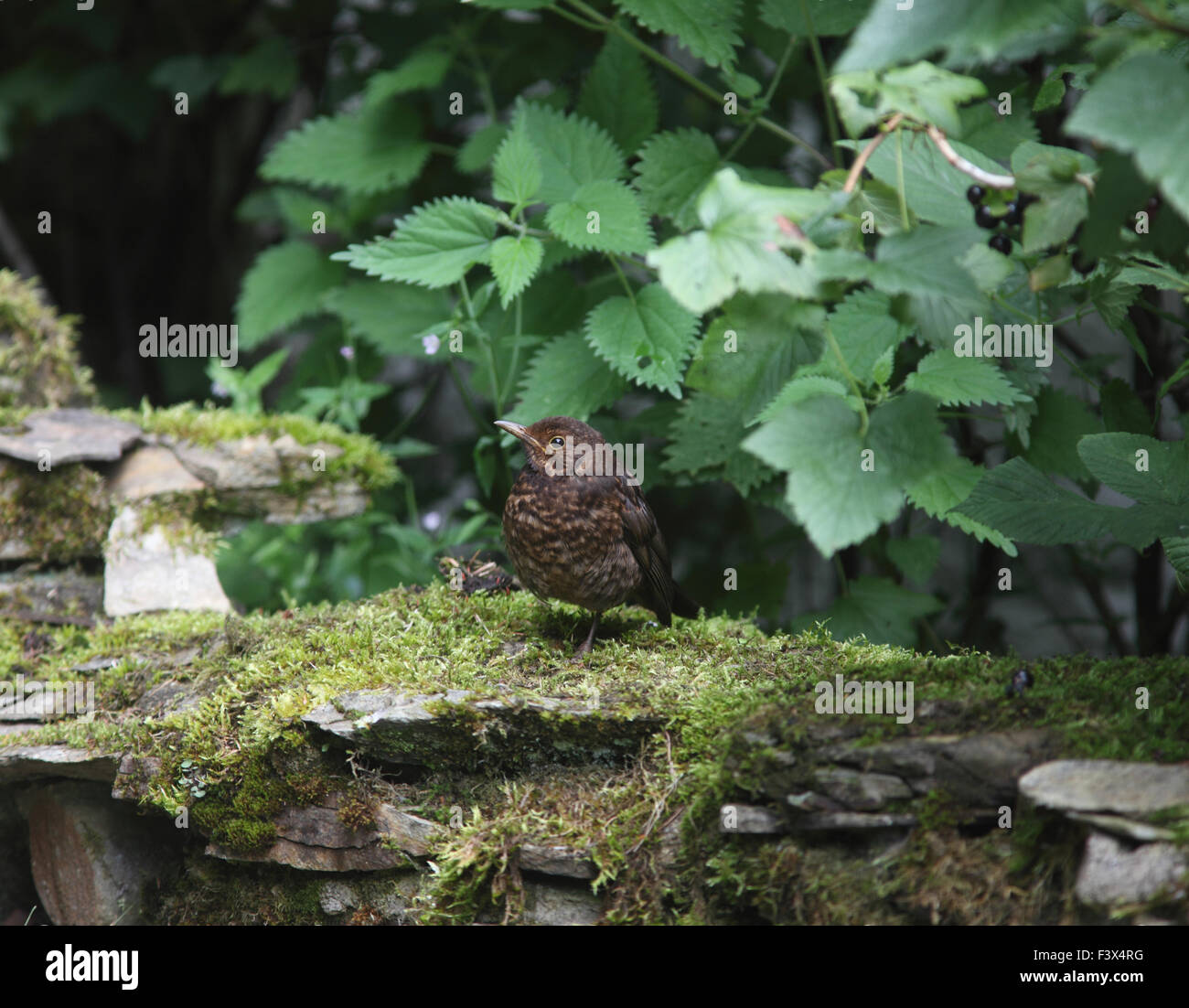 Blackbird Turdus merula juvenile resting underneath blackcurrant bushes carmarthenshire July 2015 Stock Photo