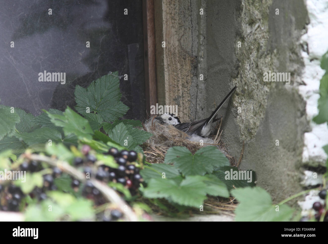 Pied wagtail Motacilla alba brooding small young in nest on barn windowsill carmarthenshre July 2015 Stock Photo