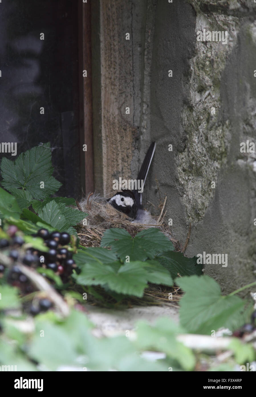 Pied wagtail Motacilla alba brooding small young in nest on barn windowsill carmarthenshre July 2015 Stock Photo