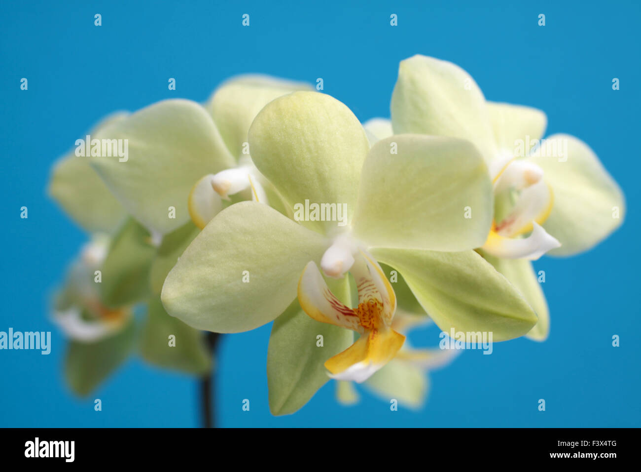 Orchidee Stock Photo