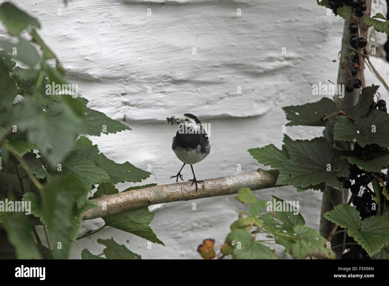 Perching amongst blackcurrants on approach to nest on barn windowsill Carmarthenshire July 2015 Stock Photo