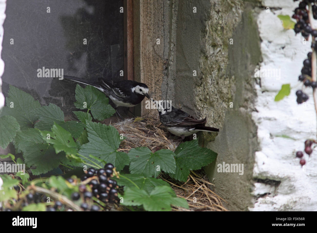 pair at nest containing small young in nest on barn windowsill carmarthenshre July 2015 Stock Photo