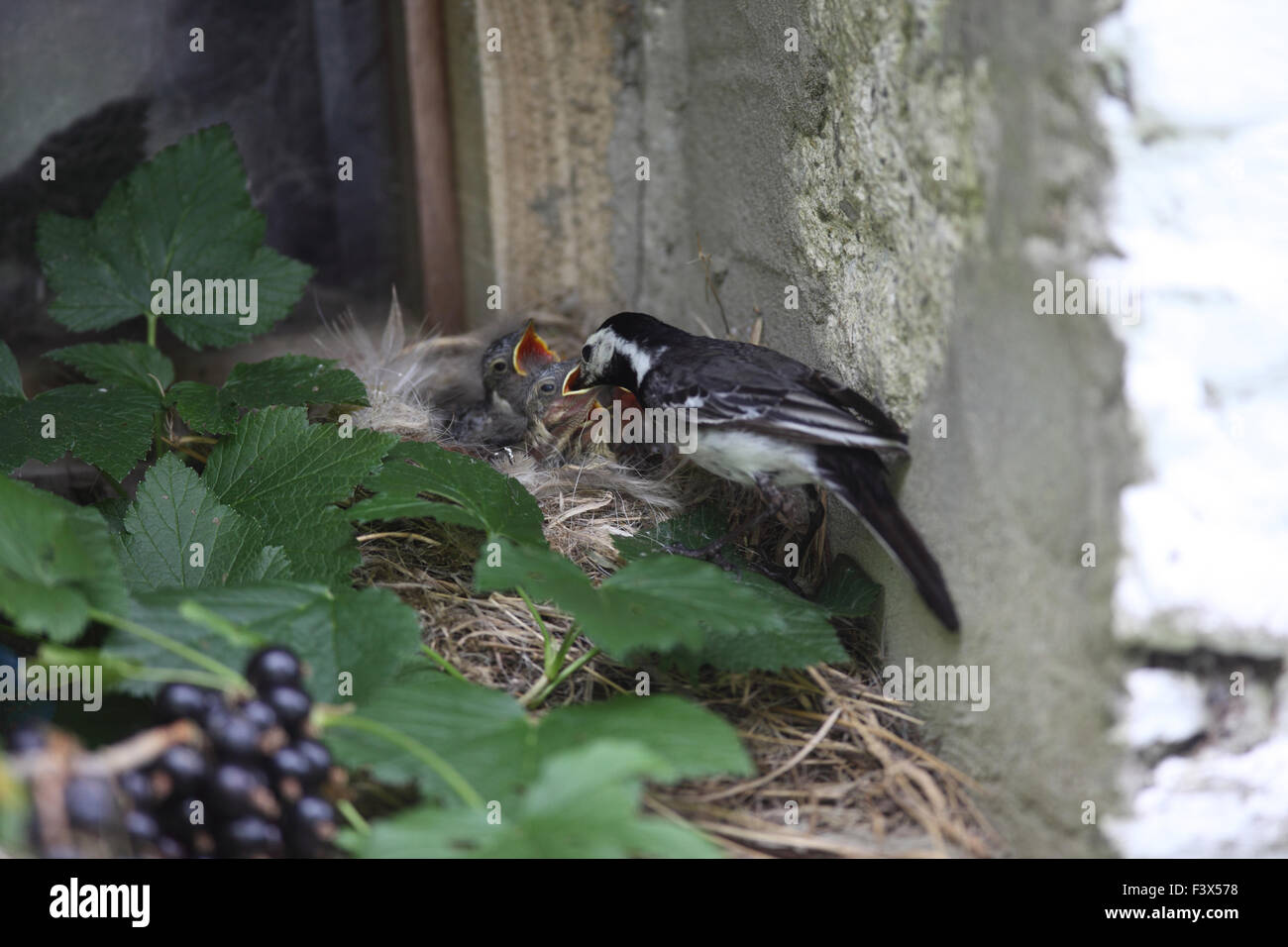 feeding  young in nest on barn windowsill carmarthenshre July 2015 Stock Photo