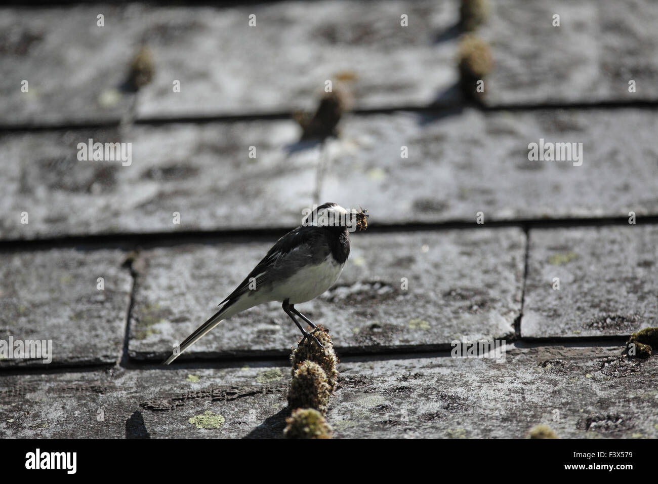 perching on barn roof with beakfull of flies Carmarthenshire July 2015 Stock Photo