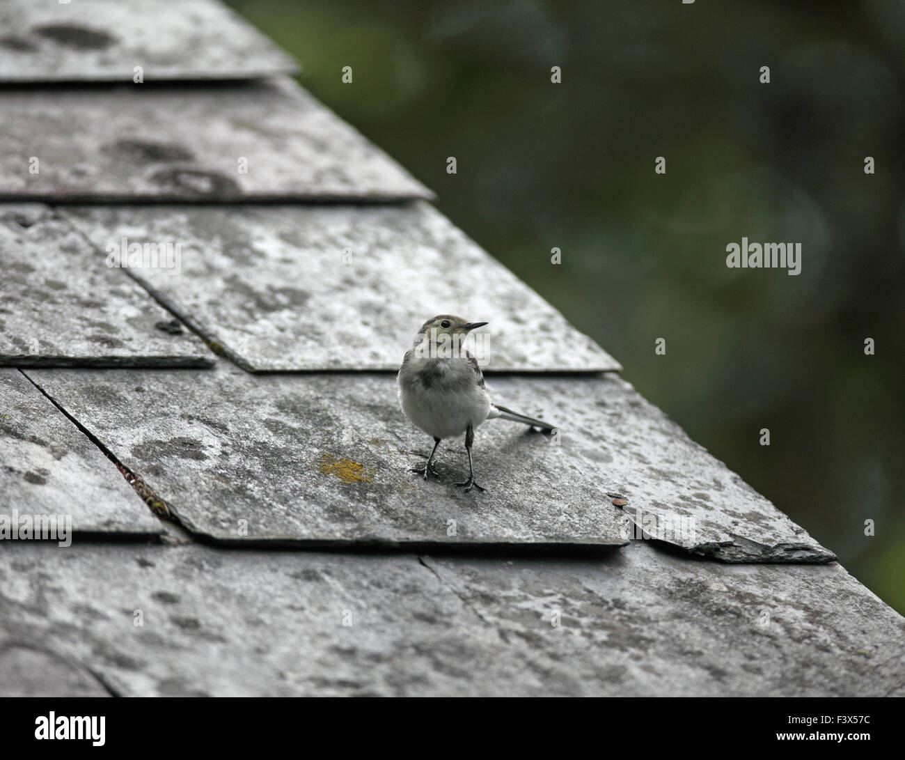 Juvenile perching on barn roof Carmarthenshire July 2015 Stock Photo