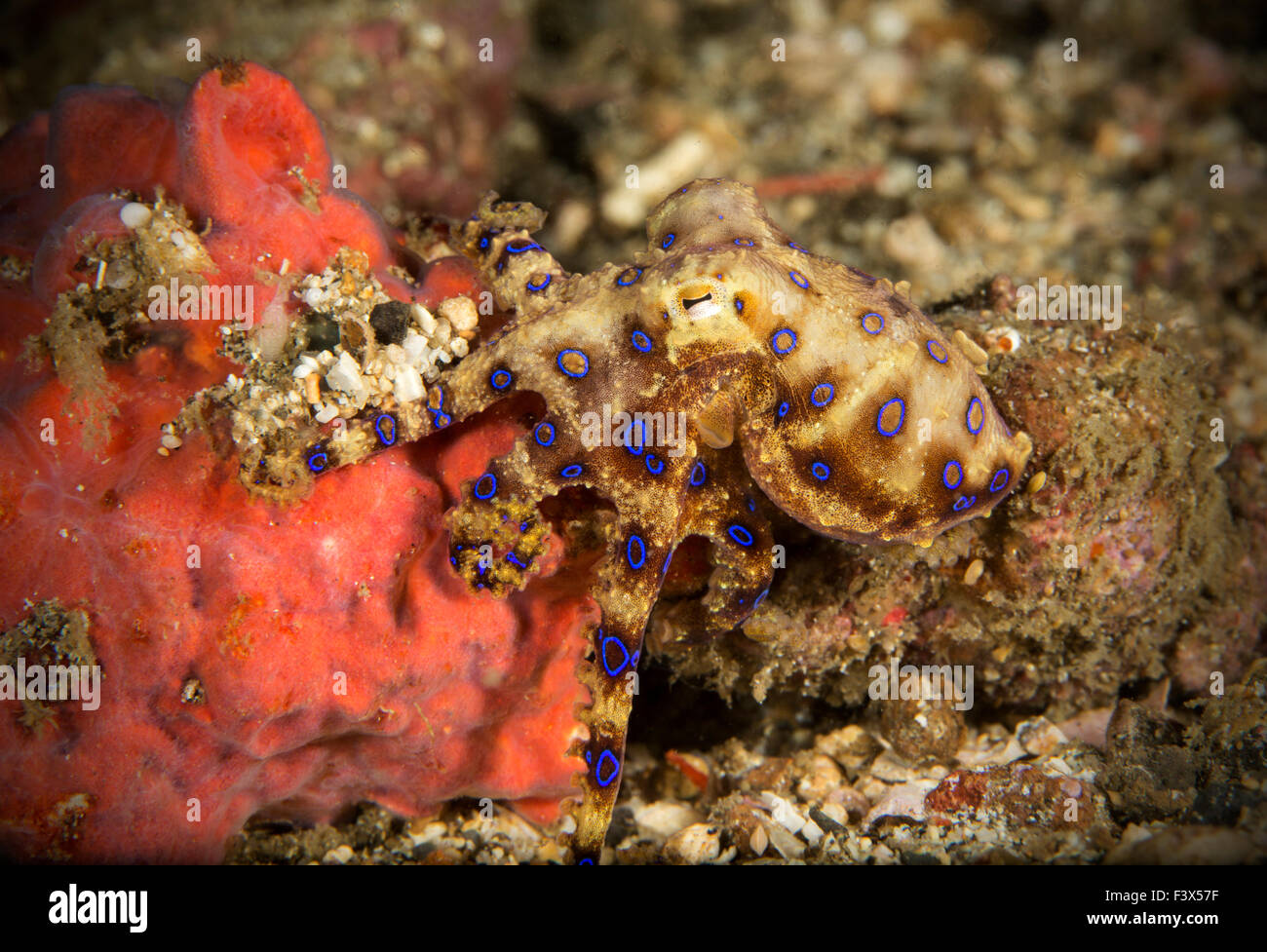 Blue Ring Octopus moving off from resting on pink sponge Stock Photo