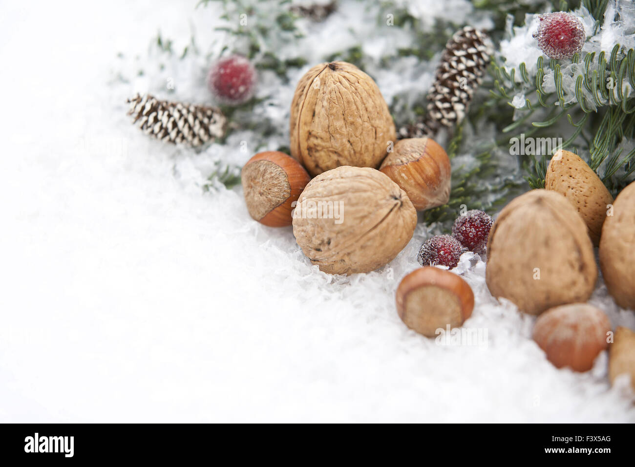 Blue spruce in snow and nuts Stock Photo