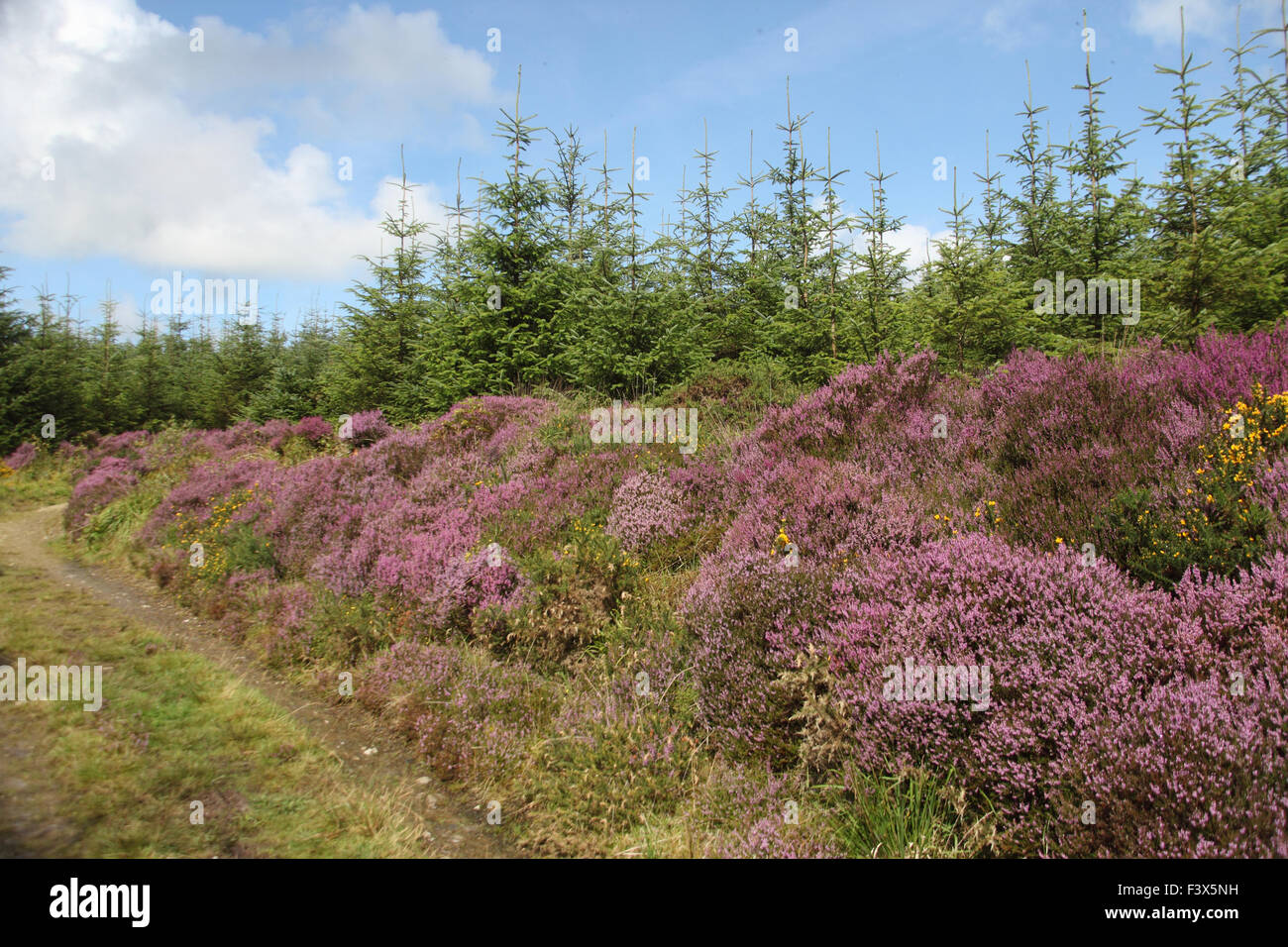 Heather Calluna vulgaris in flower on edge of conifer plantation utilizing margin between forestry and path Stock Photo