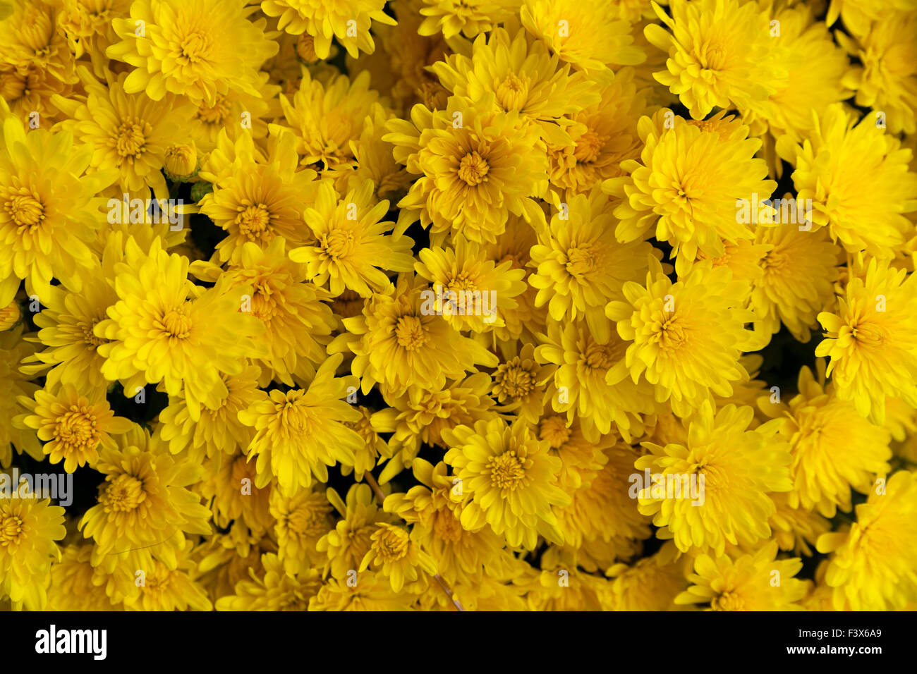 A close view of yellow mums flowers. Stock Photo